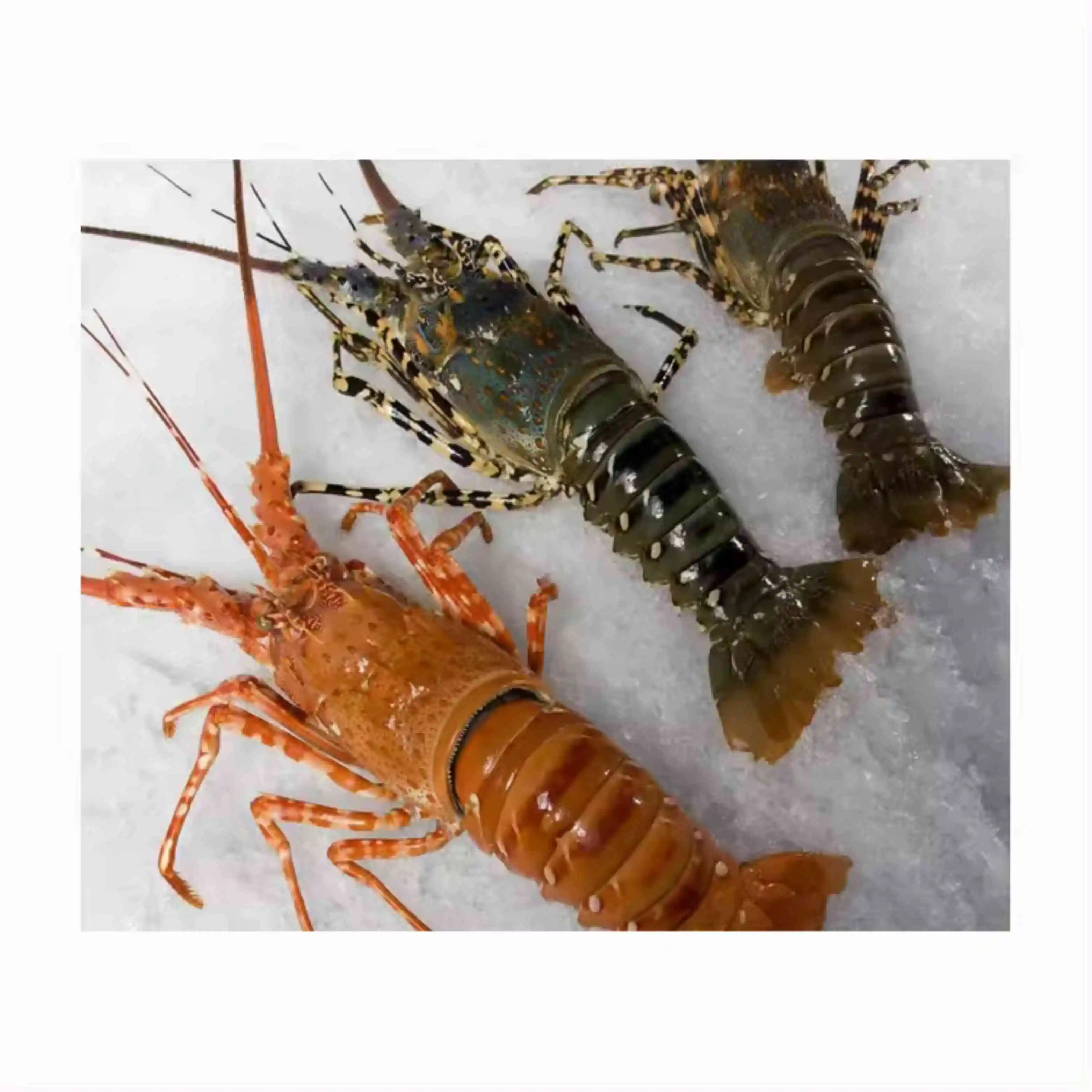 Fresh Water Lobster / Fresh Shrimp Frozen Lobster / Frozen Lobster Tail