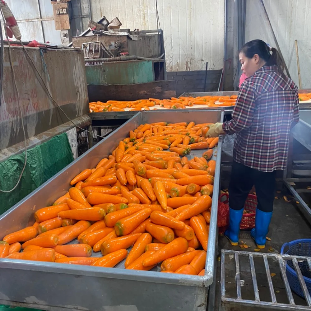 Свежая красная морковь, оптовая продажа, обычное выращивание, экспортное качество, апельсин, Натуральный Сладкий от вьетнамского производства