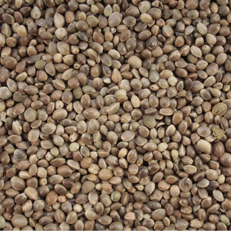 Wholesale bulk hemp seed with export hemp seeds from China origin