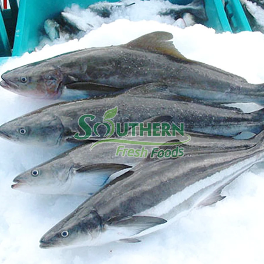 Type weight delicious cooking method high quality seafood Frozen Cobia WR Sea Fish Farm Raised SFF from Vietnam
