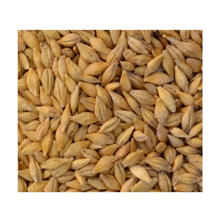 100% Barley Seeds/Animal Feed Barley/bulk Barley Grains at Affordable Price