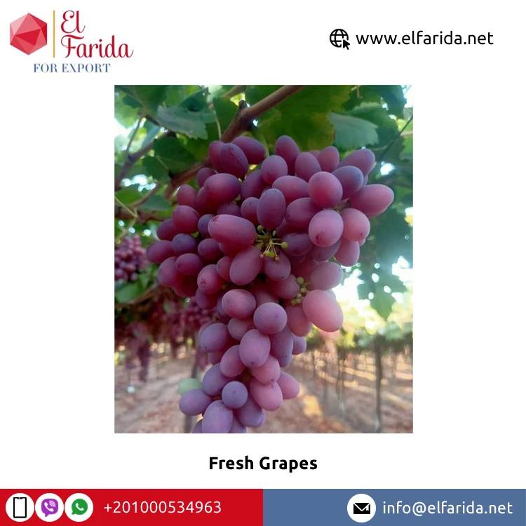 Best Quality New Fresh Green Grapes Crimson Seedless Fresh Fruit Grape for Export