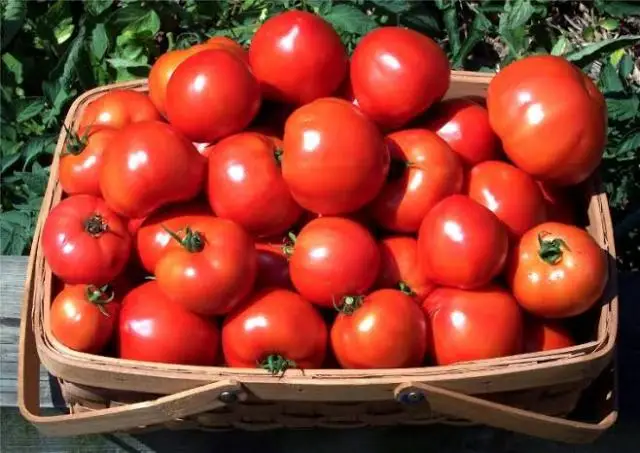 Fresh tomatoes