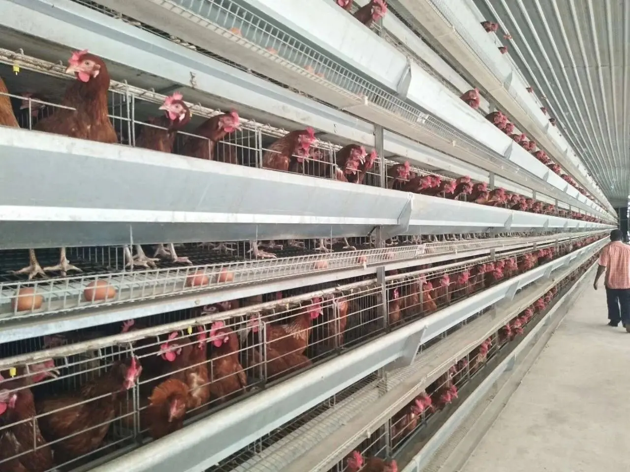 Organic Farm-Fresh White Shell Chicken Fertilized Hatching Eggs Table Fresh Preserved