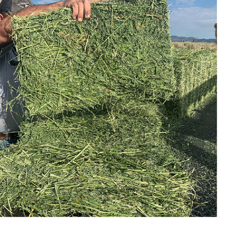 Alfalfa Hay at very cheap price / Quality Rhodes Grass Hay Alfalfa