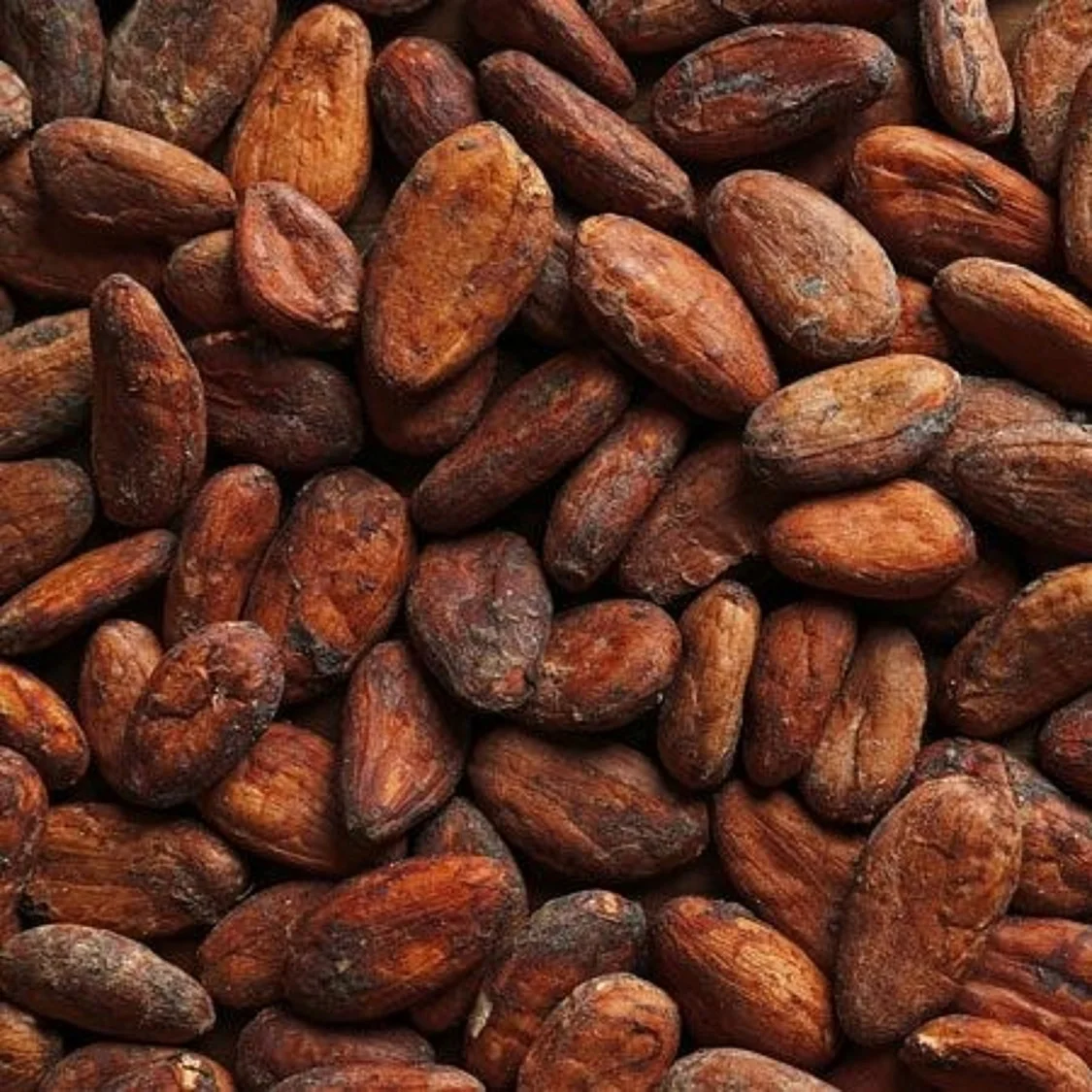 Best Quality Cocoa Beans  Dried Raw Cacao Beans at Wholesale Price