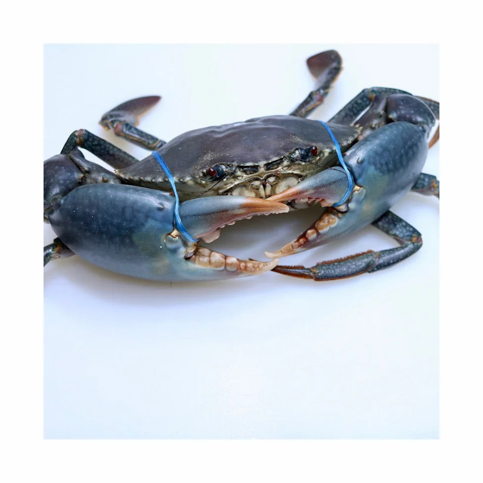 Competitive Price Mud Crab