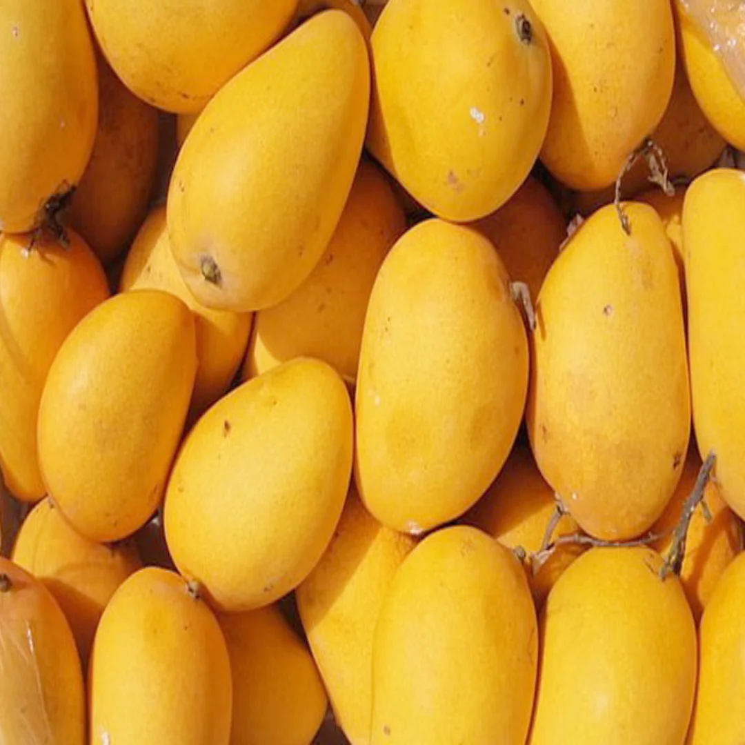 Pakistan mango Fresh Yellow and Green Delicious Taste Premium Quality With Customized Packaging Logo Discounted Price