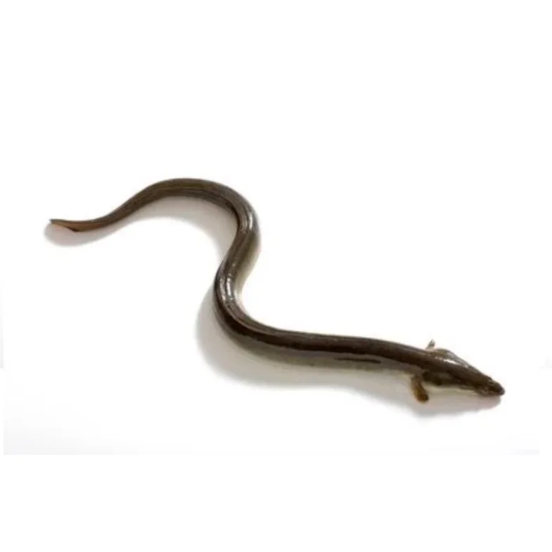 Лидер продаж оптовая продажа по низкой цене лучшее качество экспорт свежих живых рыб угрей конгер для продажи из бангладеш