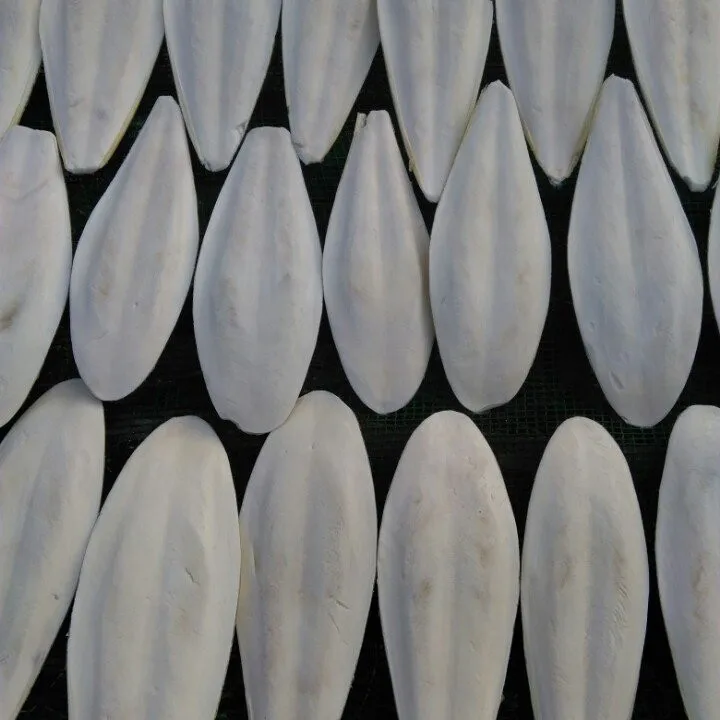 Sun Dried cuttle fish bone sun dry cuttlebone for sale squid bones Processed Unprocessed cuttlefish bone