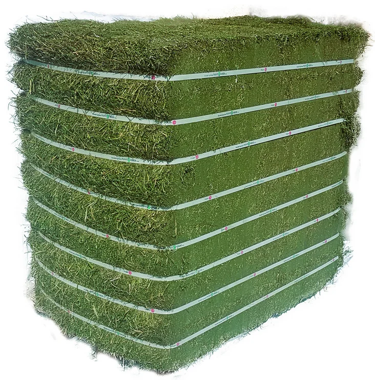 ALFAFA HAY READY FOR SUPPLY/ Alfalfa hay with high protein for animal feeding