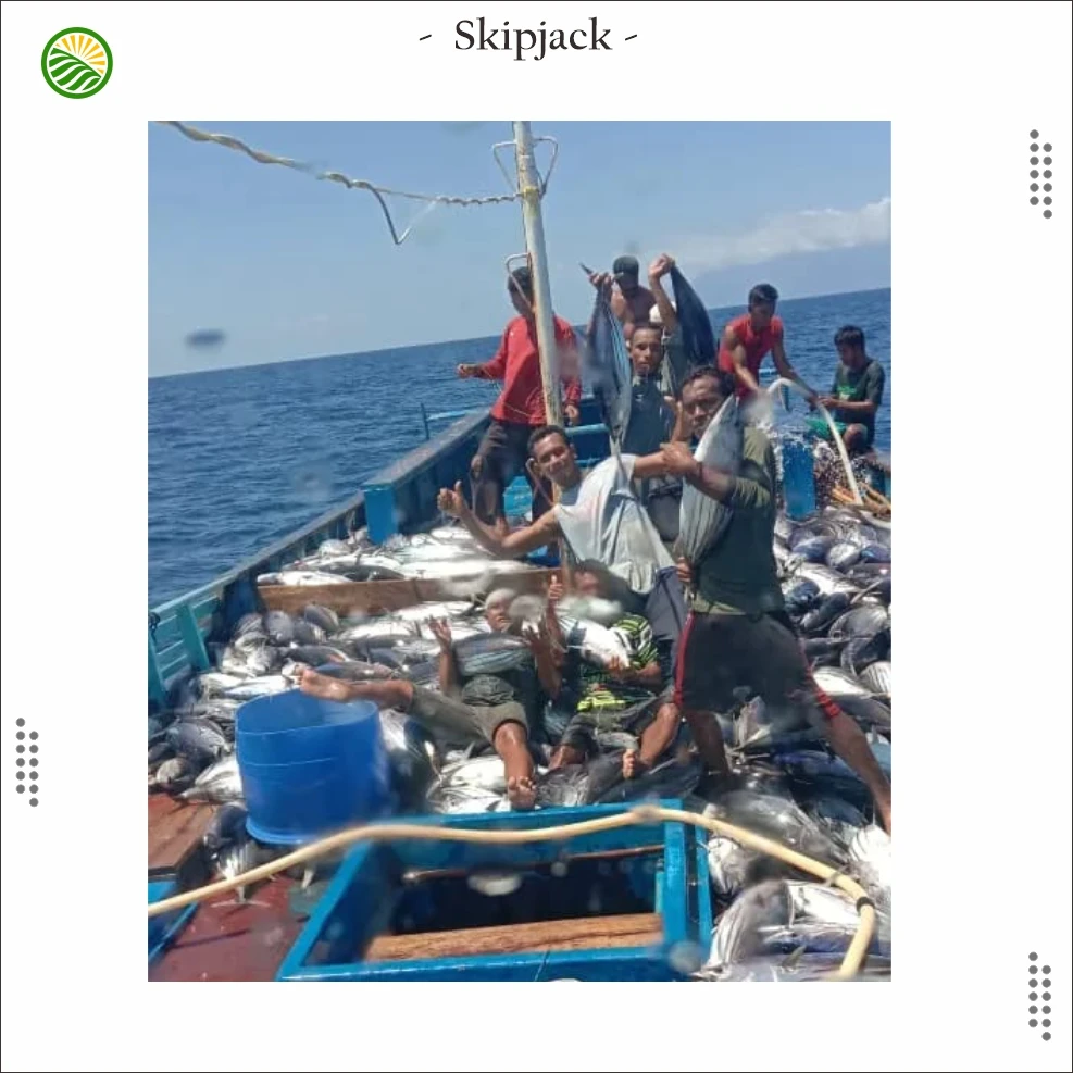 The best quality frozen whole Skipjack Tuna from Indonesia Export Standard