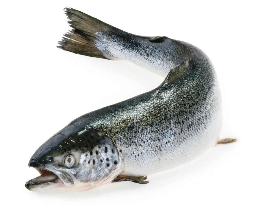Worldwide Delivery of Fresh Atlantic Salmon Fish from Norway Fast Supplier Offering Salmon for Sale