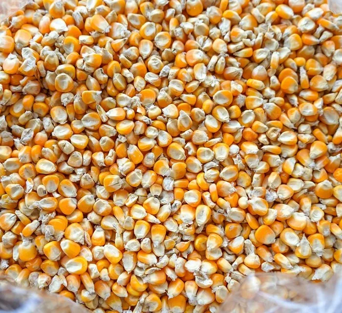 Natural White Maize Corn Fresh Yellow Corn White Corn In Stock