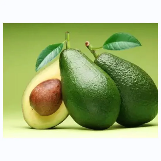 High Quality Organic Fresh Hass Avocado Ready for Export at Best Price