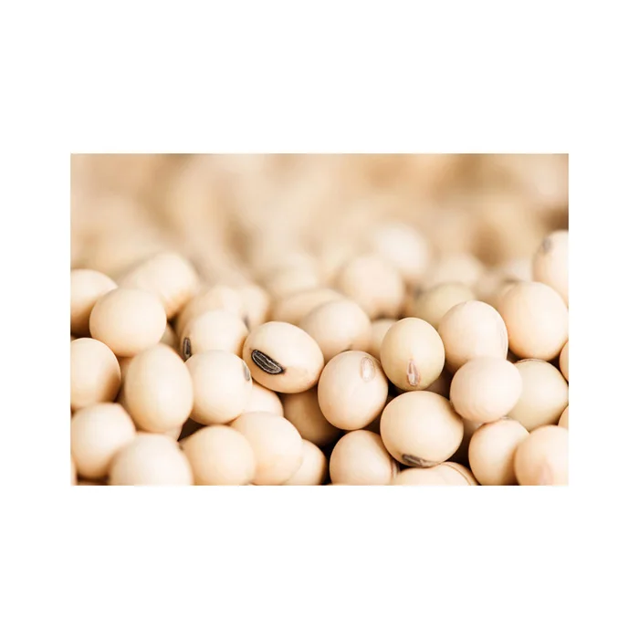 Non GMO Soybeans For Sale