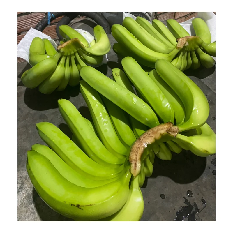 Vietnam Fresh Banana - Fresh Green Cavendish Banana Premium For Export - Wholesale Fresh Fruit And Vegetables