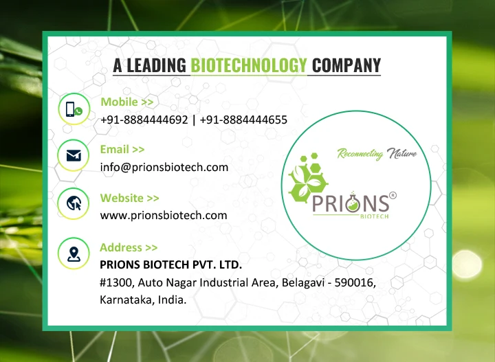 Best Deal of Good Efficiency Improve Immunity & Survival Ratio Aquaculture Probiotics Dry Yeast for Bulk Buyers at Low Price