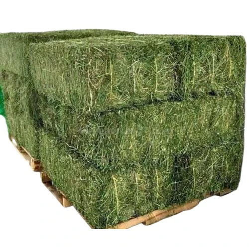 Quality Animal Feed Alfafa Hay for Animal Feeding Stuff Alfalfa