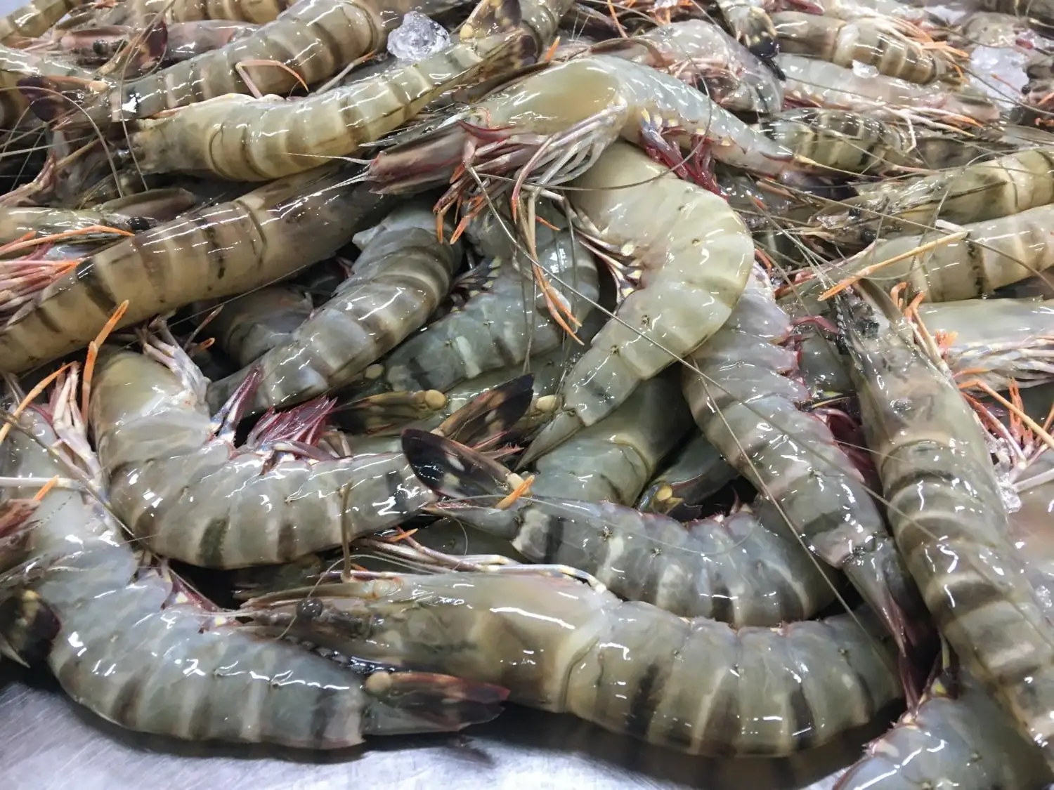 Shrimp Best Quality White and Black tiger Shrimp Export Seafood Fresh Frozen Black tiger shrimp With Cheap Price