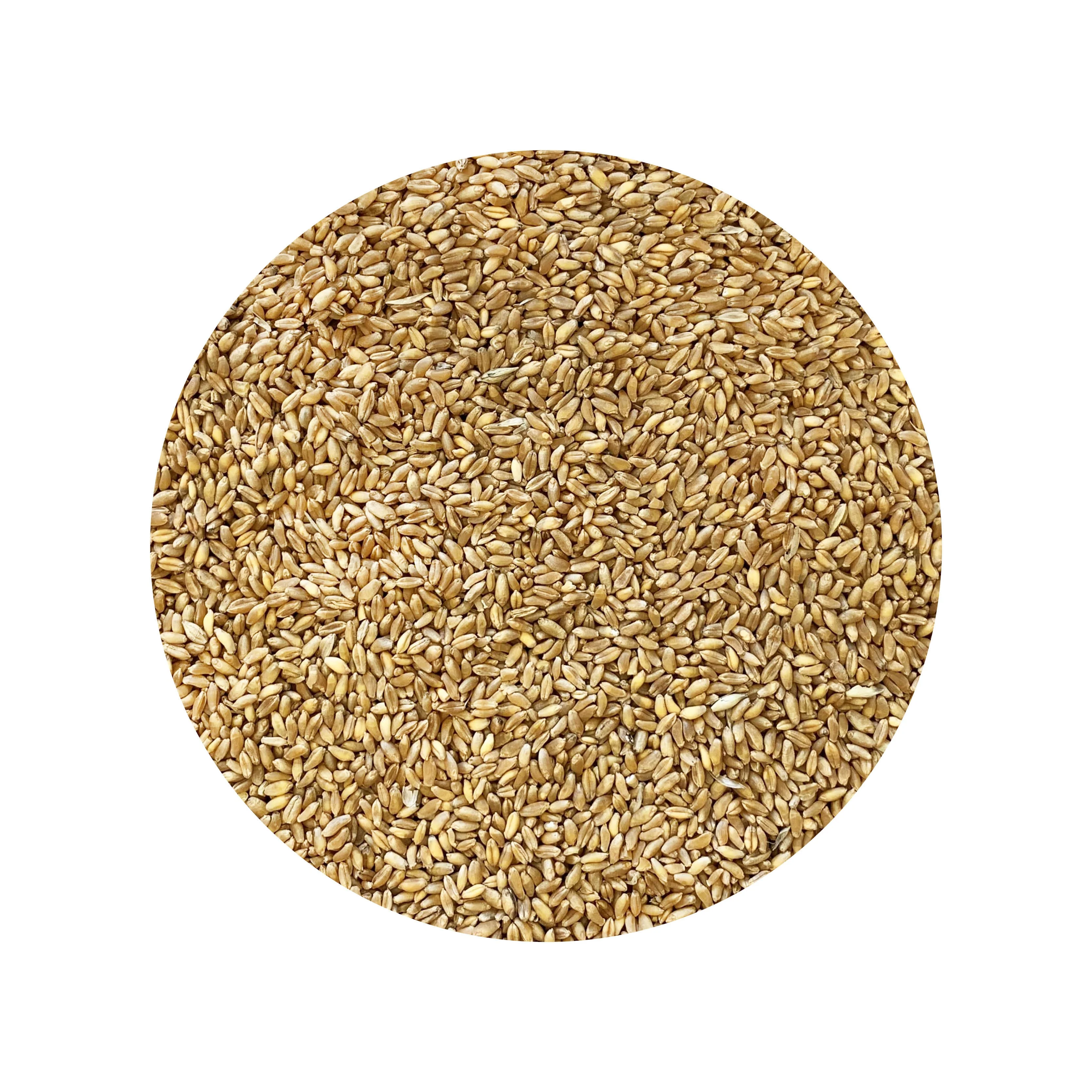 Top Quality WHEAT GRAINS /Durum Wheat in Bulk supply
