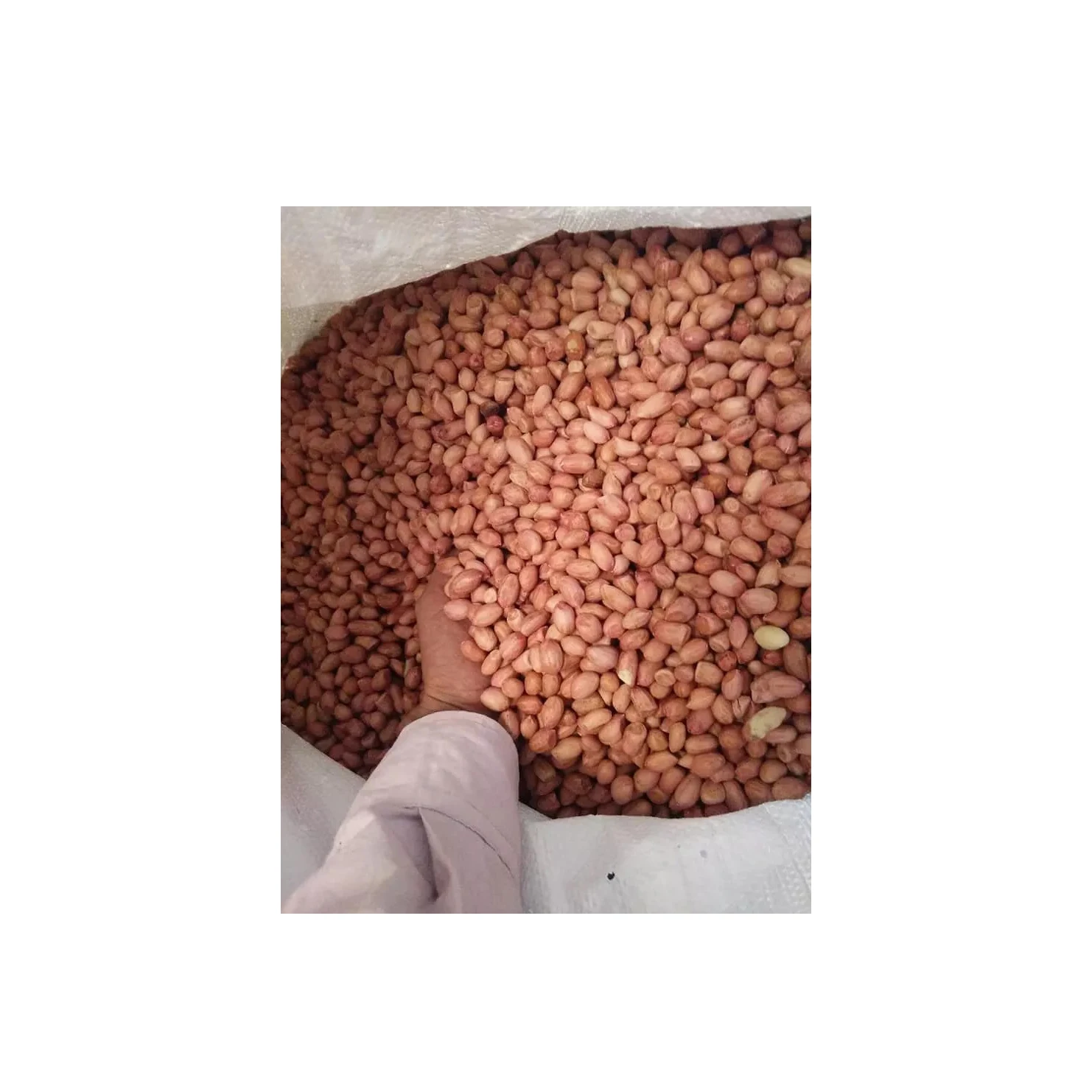 High Quality Raw Peanuts Kernel And Raw Peanut In Shell For Sa