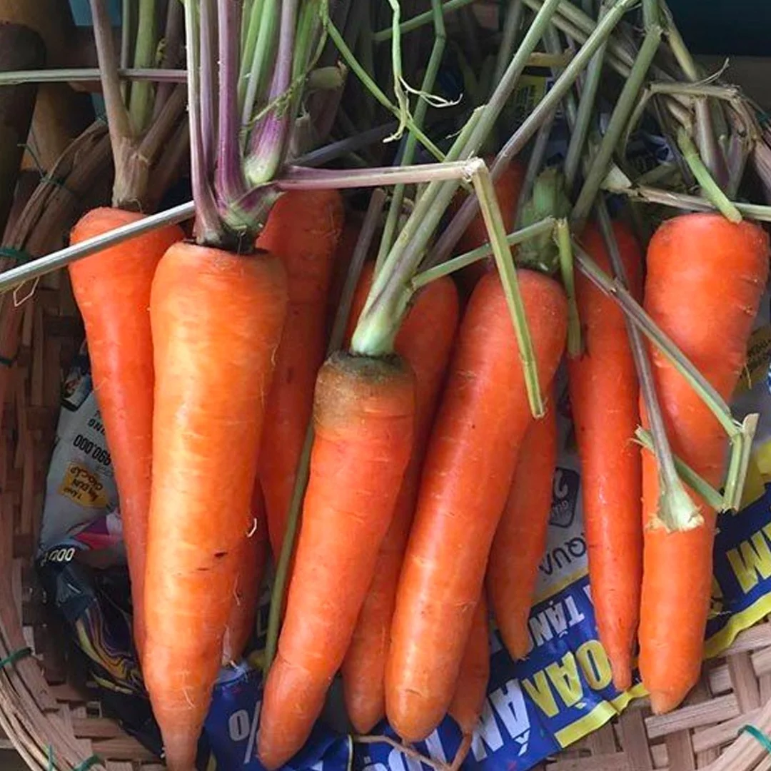 New crop fresh organic vegetables wholesale carot/carrot seeds price of carrots in bulk for export