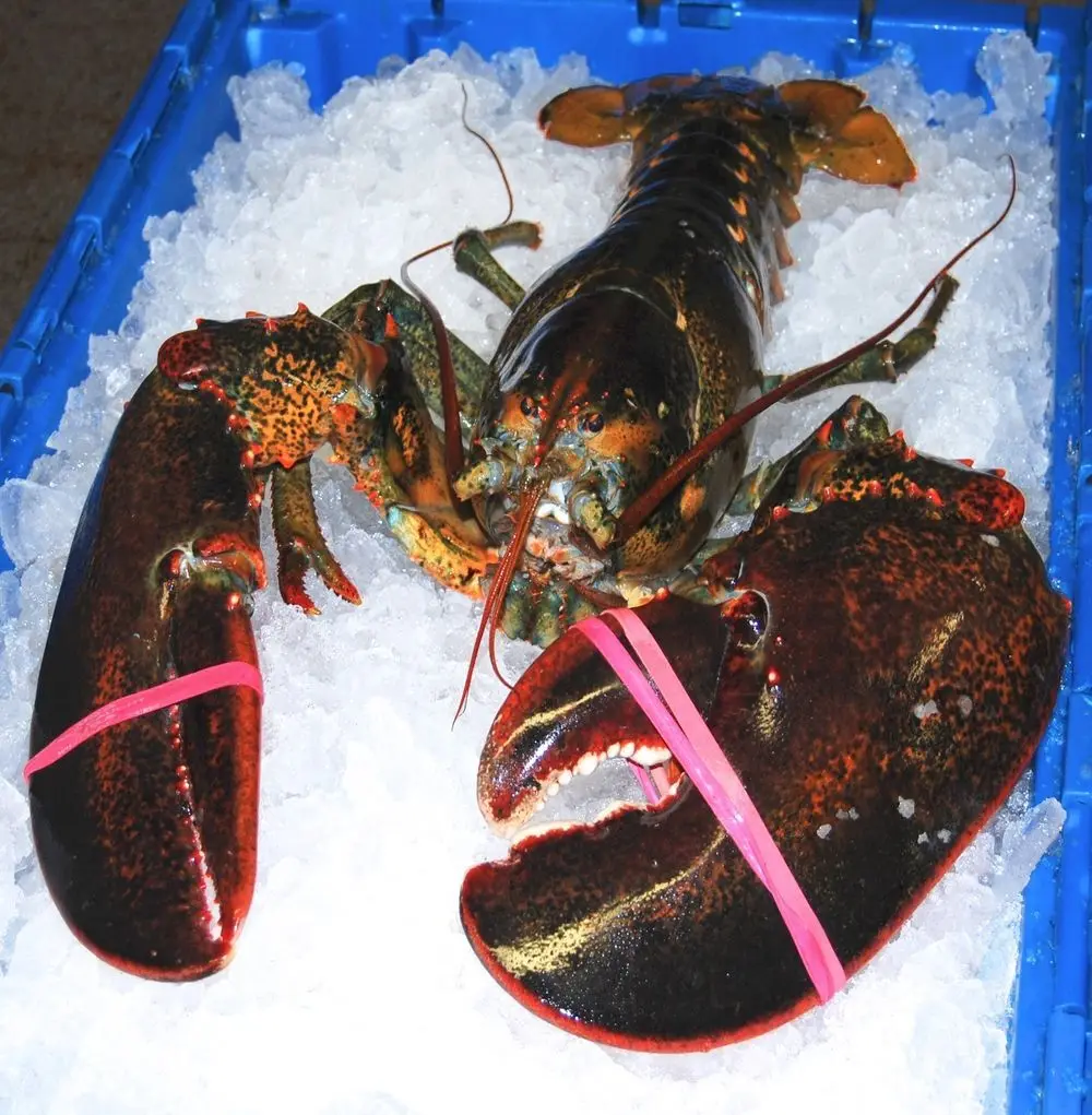 Seafood Fresh and Frozen Lobster, Lobster Tails For Sale..