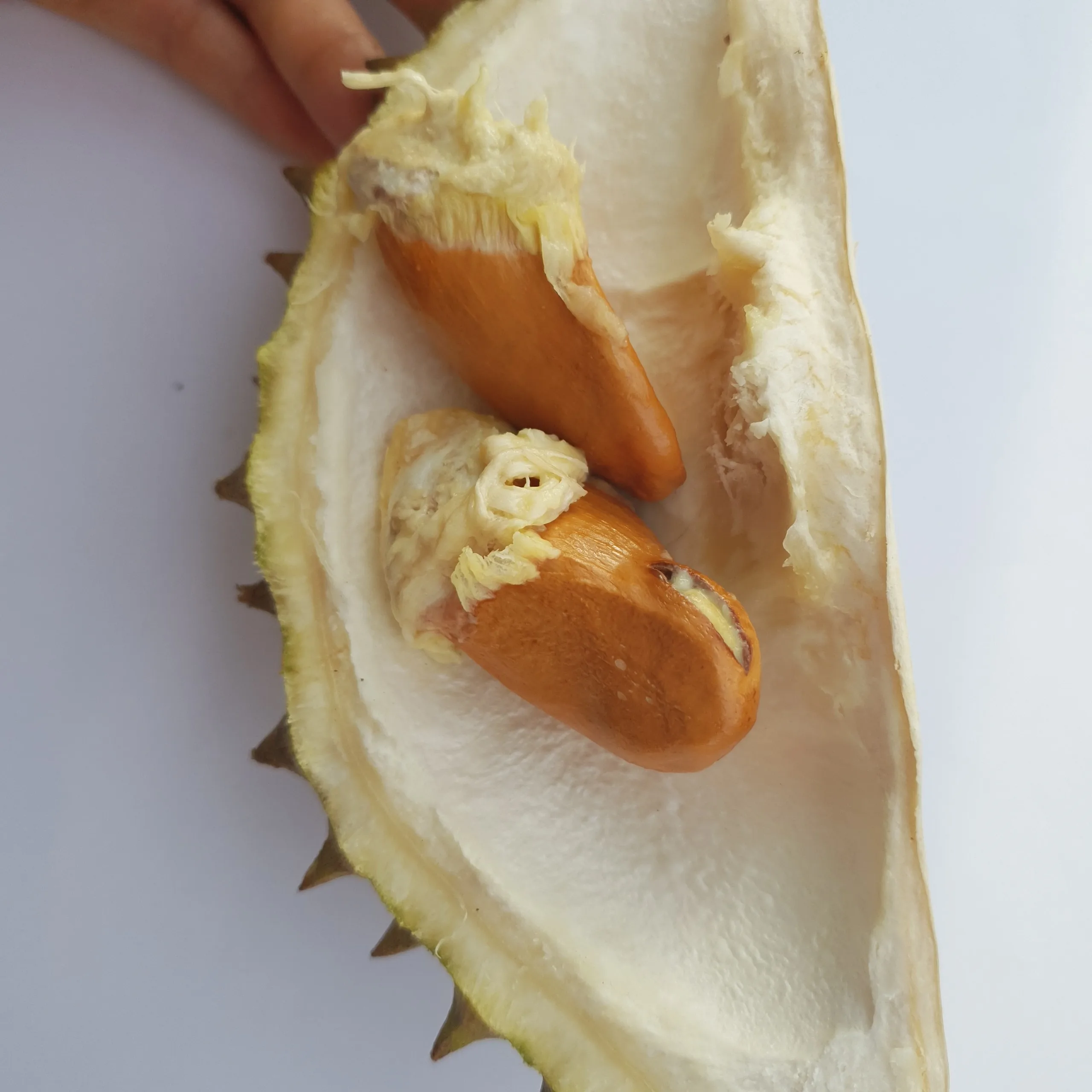 FROZEN DURIAN FLESH - RI6 MONTHONG WHOLSALER VIETNAM ORIGIN