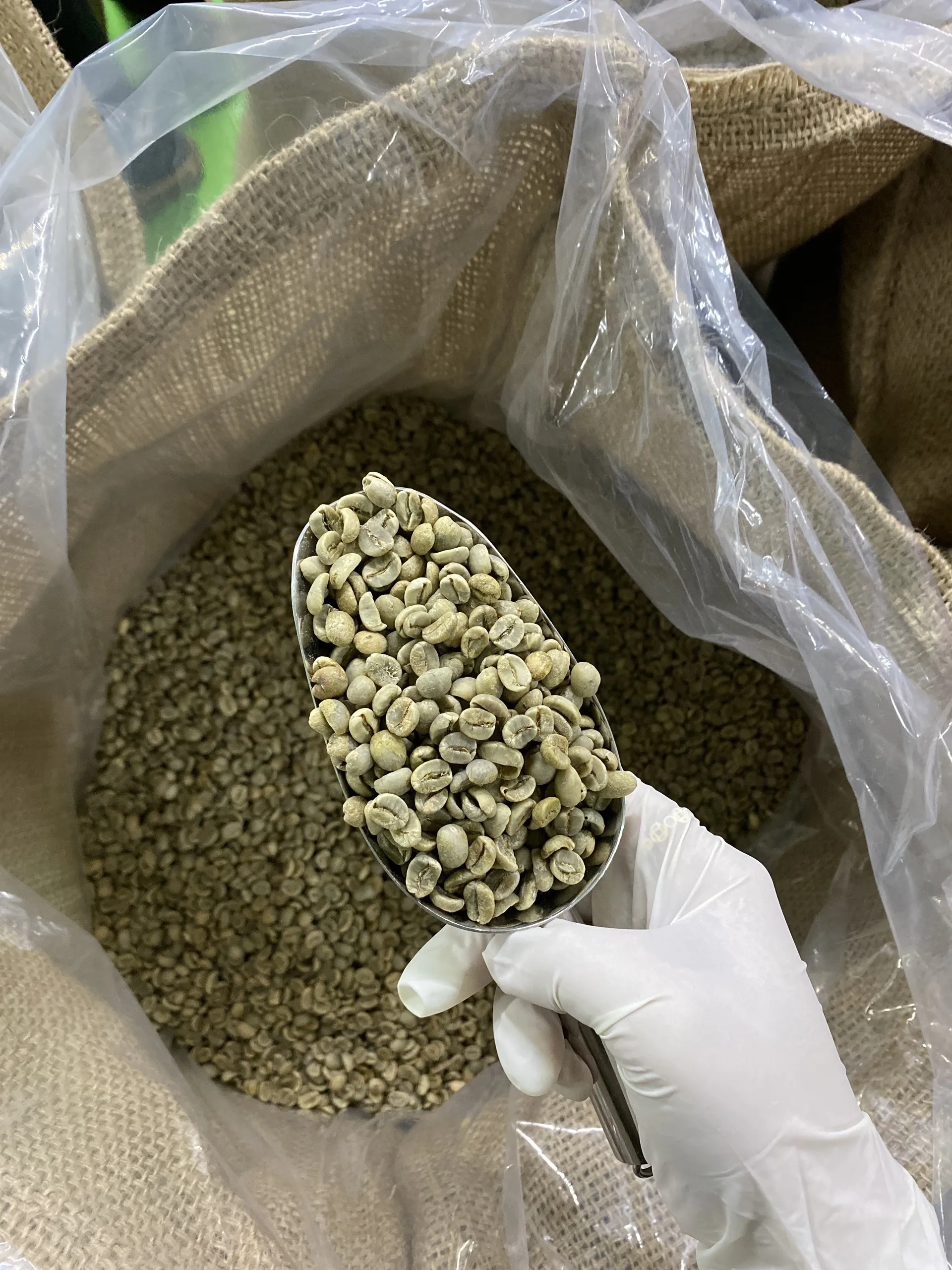 High Quality Green Coffee Beans Robusta / Arabica Clean S16, S18 - AA Green Coffee Beans Export From Vietnam - DHP One