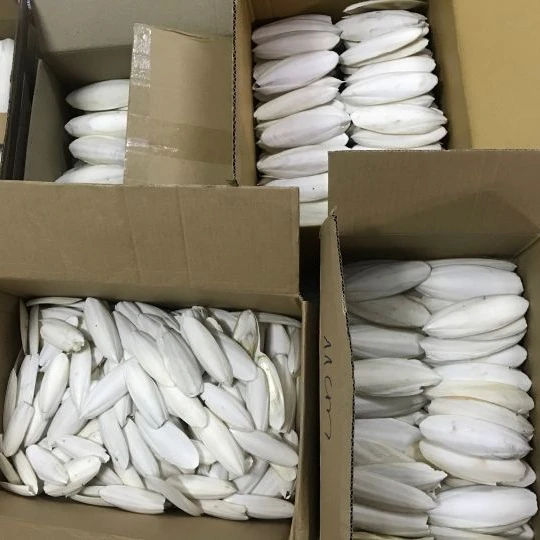 hot deal squid bone cuttlefish bone premium export cuttlefish bone