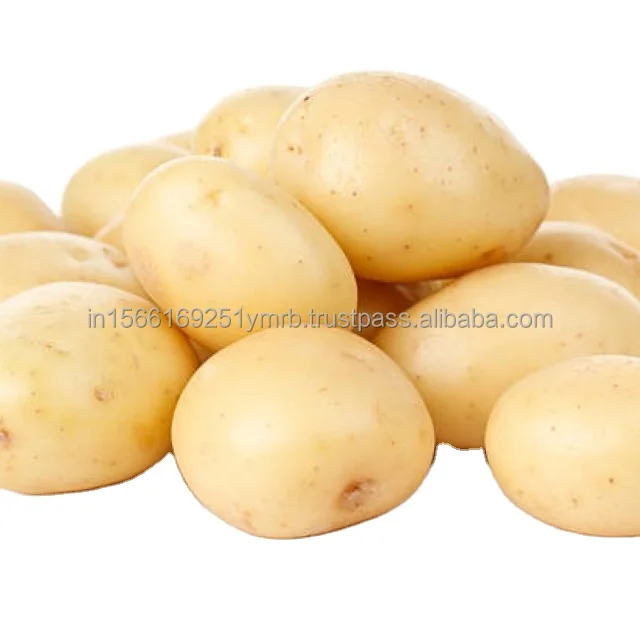 Popular vegetable fresh potato export potato wholesale price