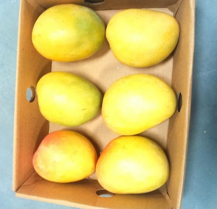 Alphonso Mangoes from India - Fresh Alphonso Mangoes 2023 - Hot selling mangoes from India...
