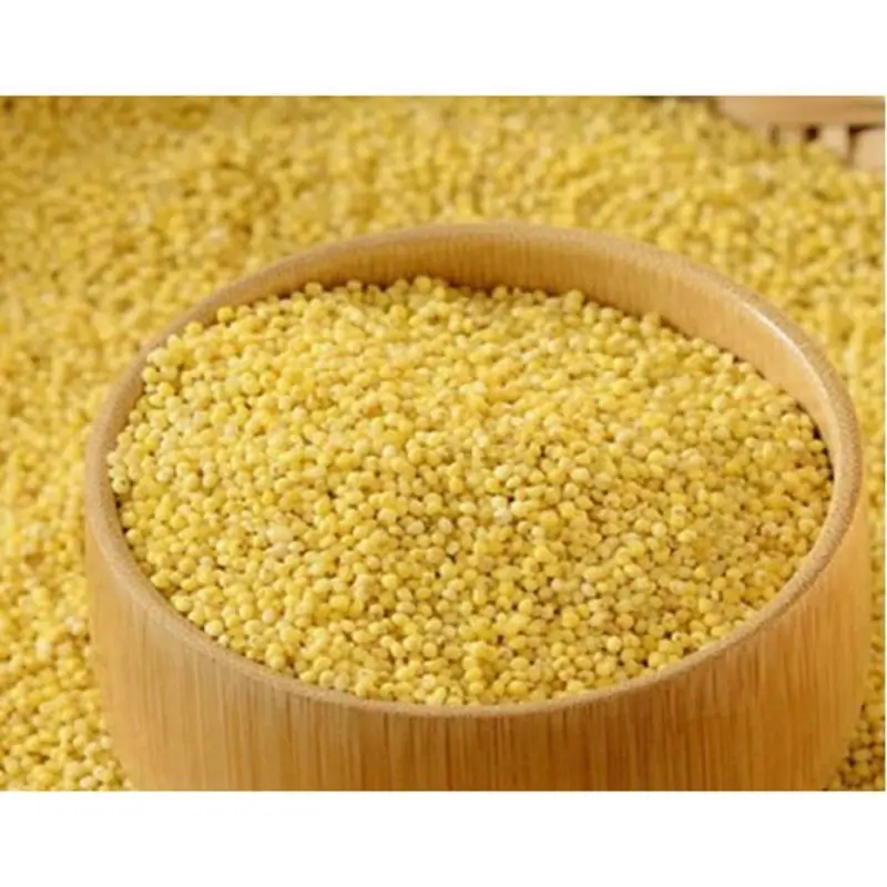 Natural green millet yellow millet bajra Indian origin feeds