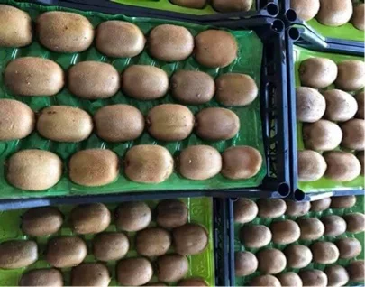 Свежие фрукты Kiwi 120 г в скрипиках и пластиковые картонные коробки турецкий оригинальный оптовая продажа