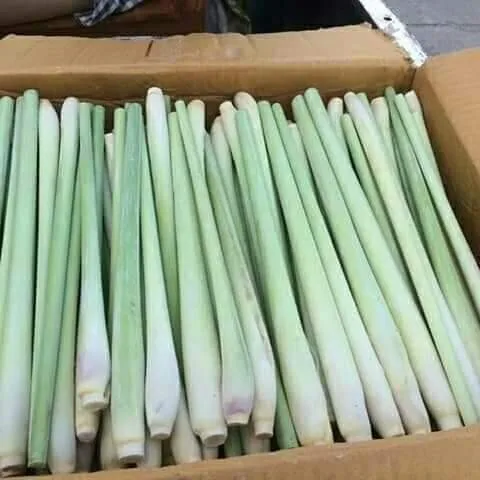 2023 High Quality Vietnam Processed Fresh Harvested Lemongrass For Making Spice With High Export Standards