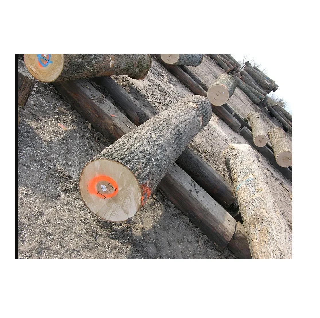 Hot Sale Price Of Hard Wood Round Logs | Wood Timbers For Sale