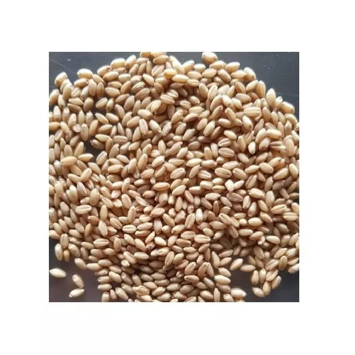 Best Quality Supplier Organic Whole Wheat Grain For Sale In Cheap Price