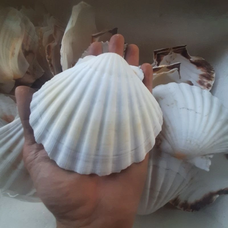 Best Deal on Seashell Mosaic from Vietnam for Decorative Use