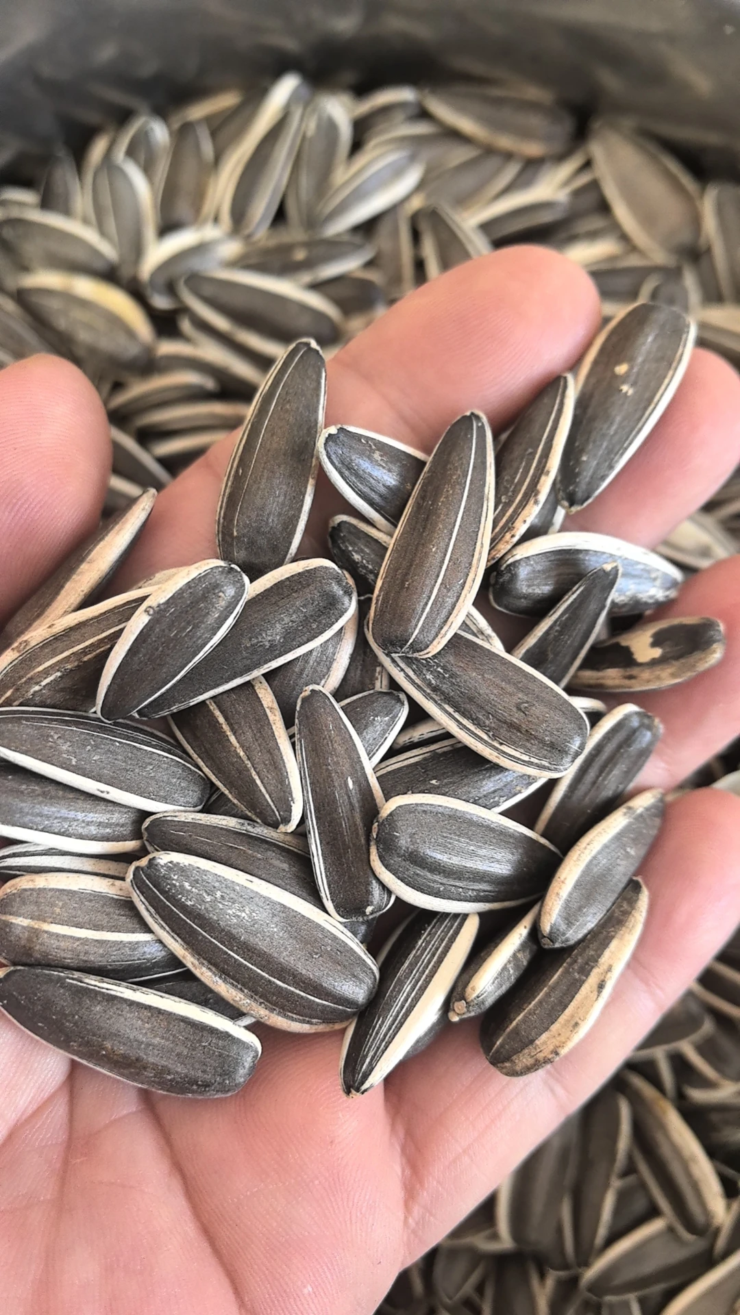 T6 180-190 190-200 200-210 new crop sunflower seeds best price and quality seeds from China Inner Mongolia