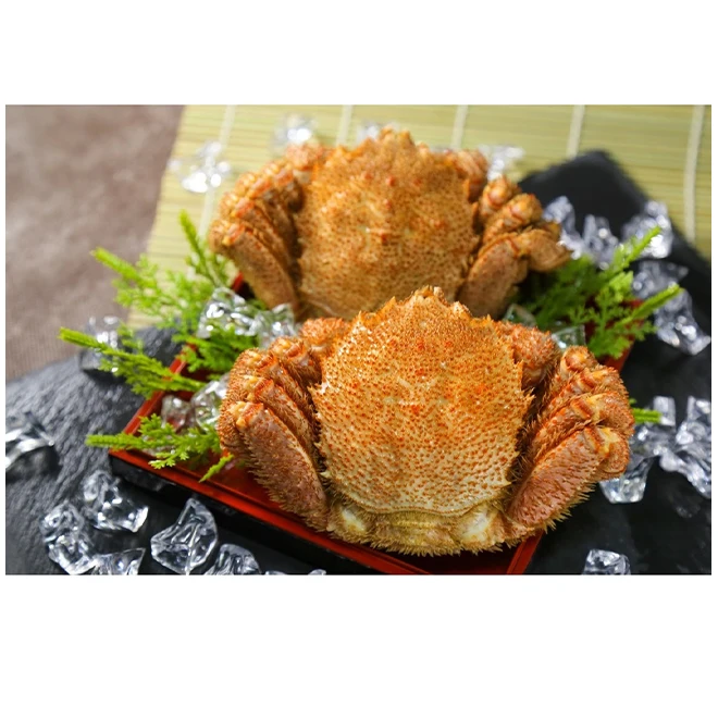 Horsehair Crab Japanese Seafood Frozen Boiled Dishes Meat Cleaned Export for Sale