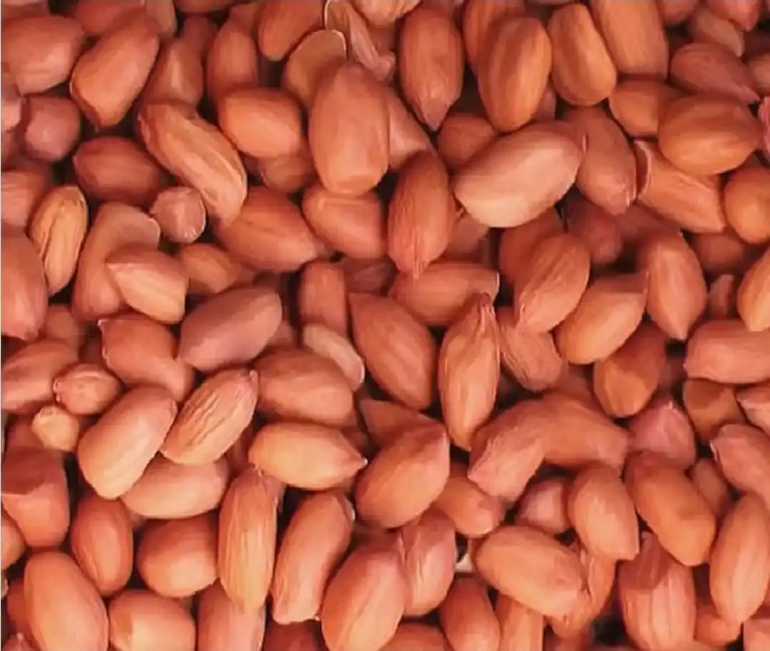 BOLD PEANUT 40 50 KERNEL 5.jpg