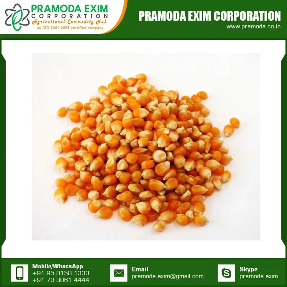 Superb Quality For Sale Yellow Corn Animal Feed Yellow Corn Available At Affordable Price