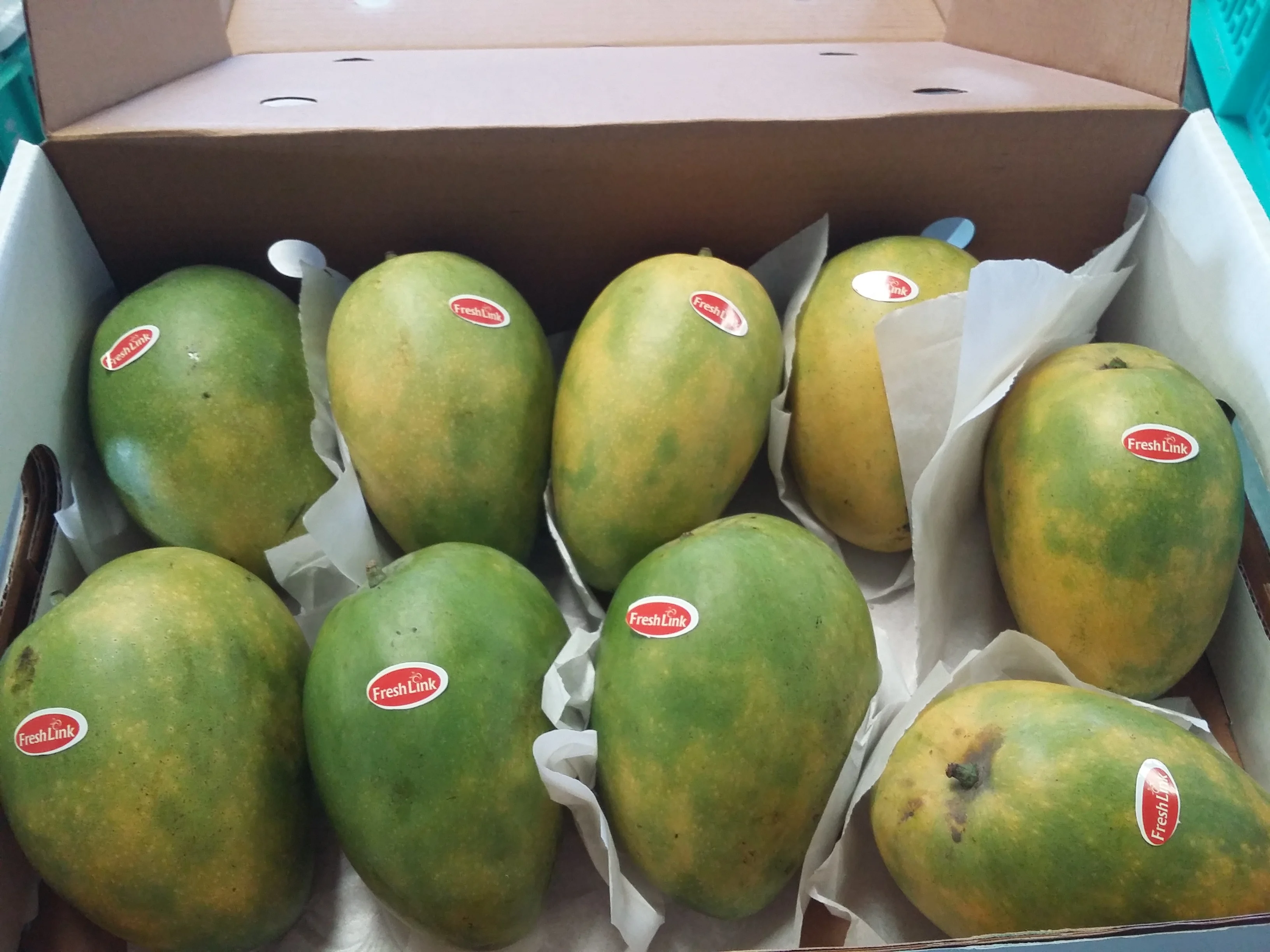 Unmatched Banganapalli sweetness of Mango Export to  Tunisia /   Somalia / Kenya /   Zimbabwe from India