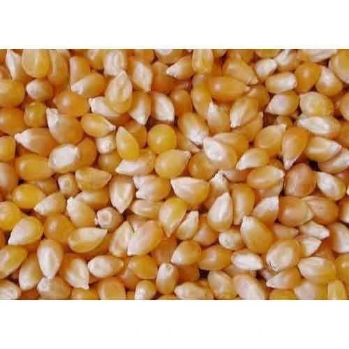 Premium Quality White Corn Maize for Human Animal Feed Available at Wholesale Price For Sale High Quality Low Price OEM Service