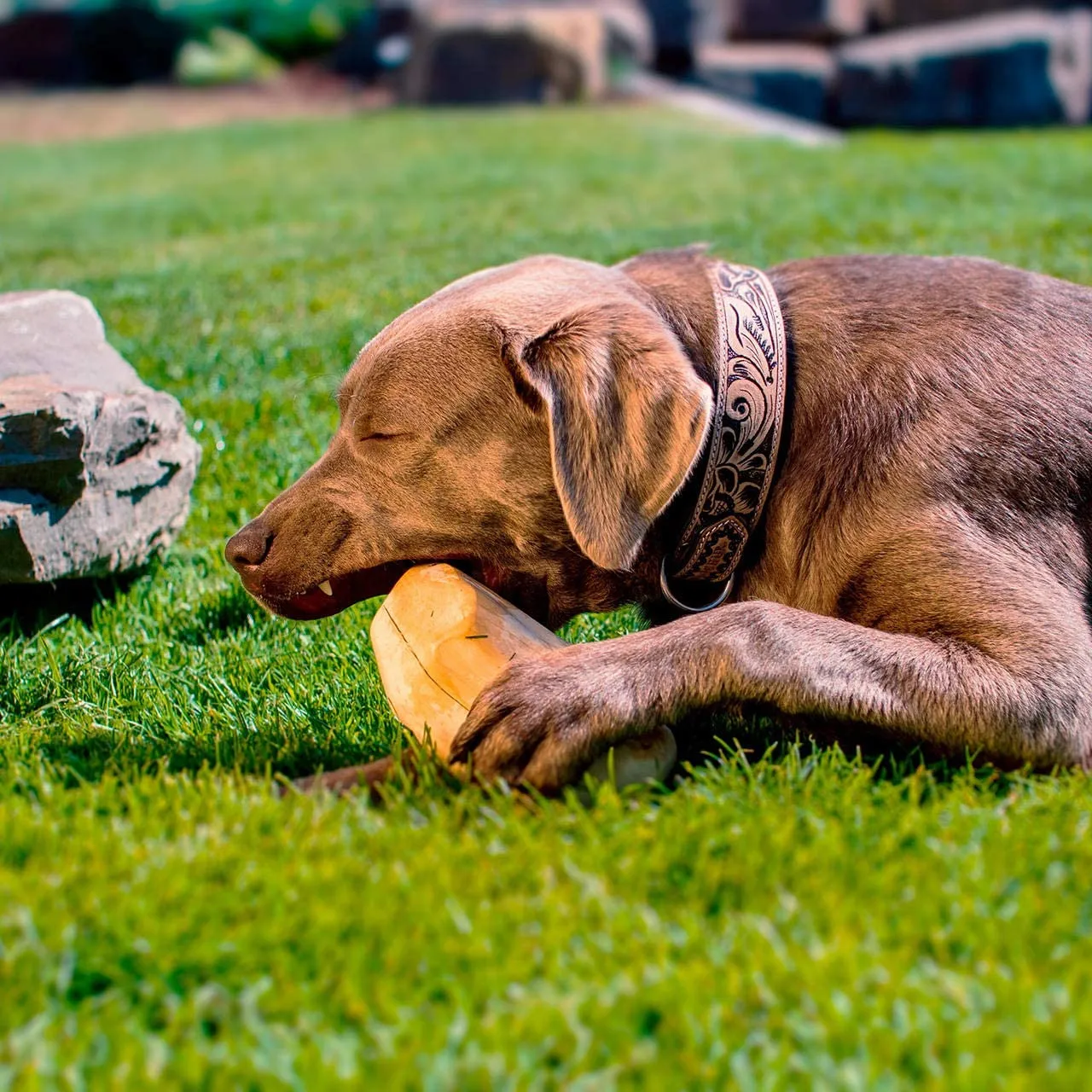 Gorilla Coffee Chew Toys - Wholesaler Supplier Manufacturer Product Description from Viet Nam  HOANG LINH SG Kimy +84938616690