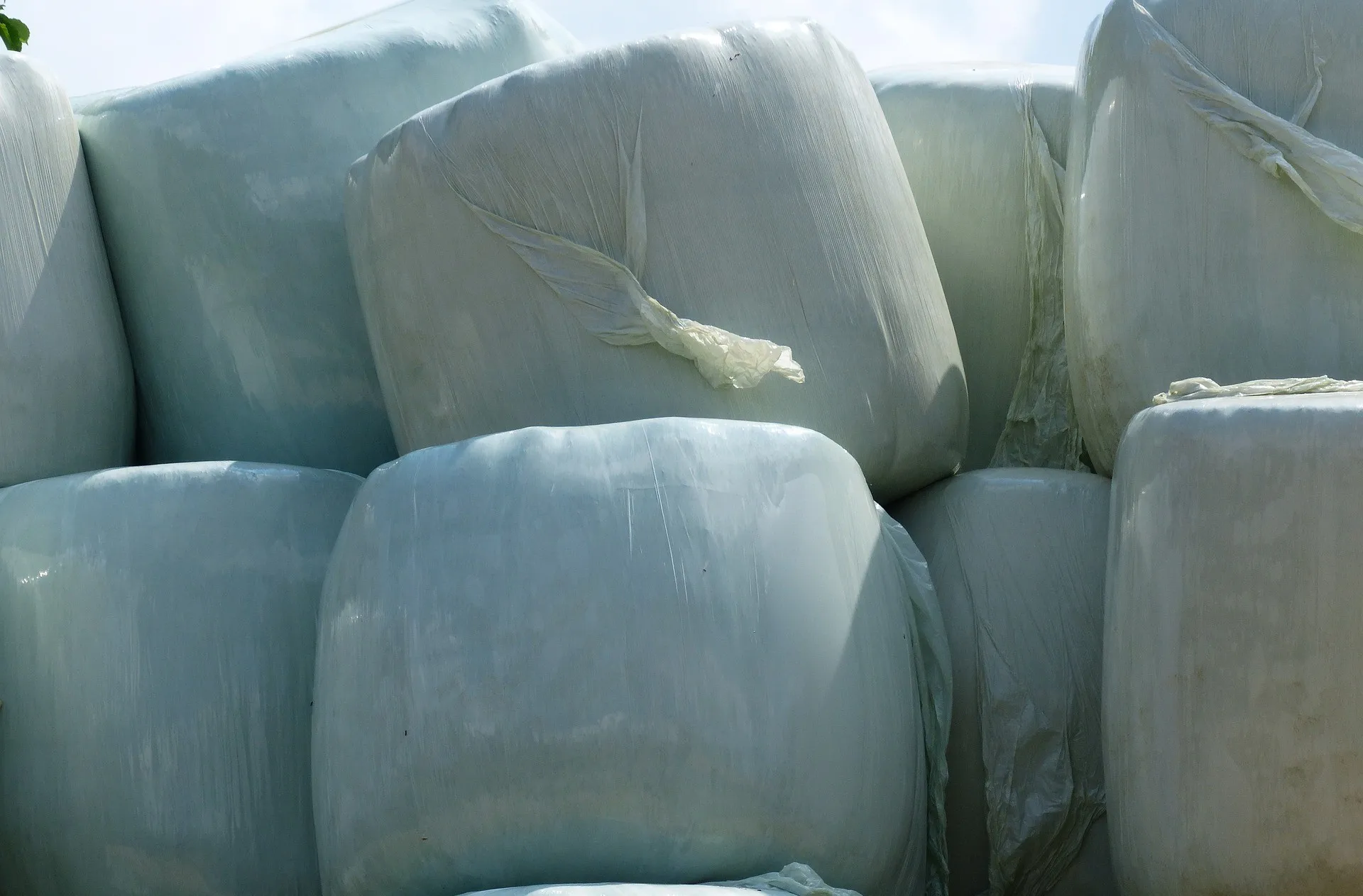 Wholesale High Quality Corn(Maize) Silage animal feed rich of Proteins and Calcium For Cows Horses and Buffalo Meal Silage