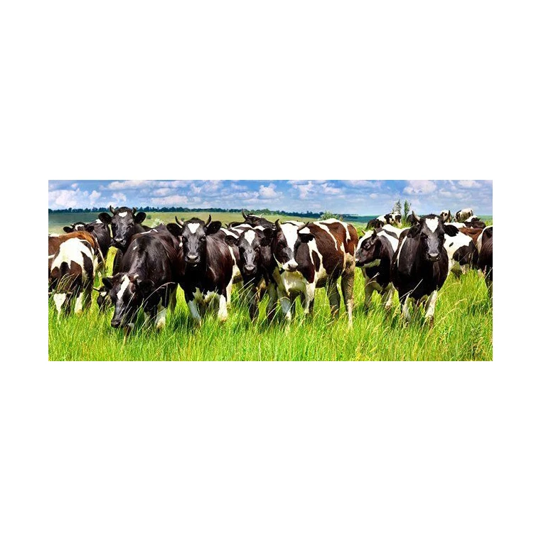 Cow Cow Goat Supplement Sheep Booster Supplier 1kg Mix 1000kg Complete Feed Animal Feed