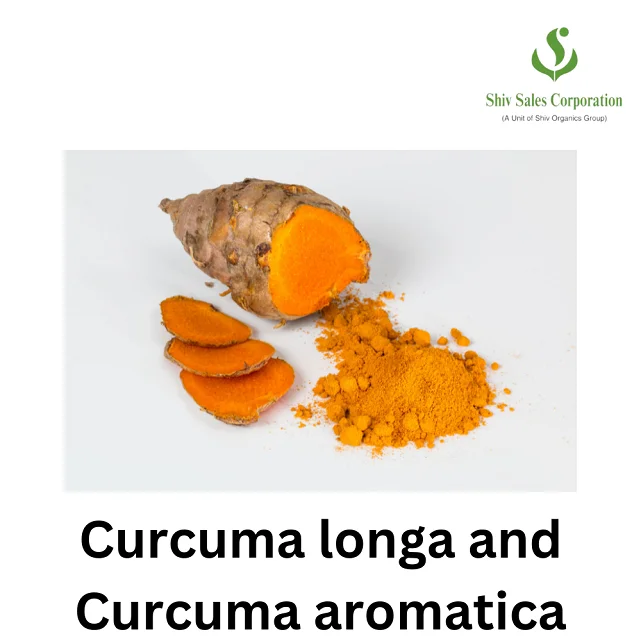 Turmeric Extract Curcuma Longa Extract Powder Best Price Supplement Turmeric Root Extract 95% Curcumin Powder Available for Sale