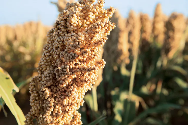 Sorghum White Milo Sorghum Grains Sorghum Price Per Ton for wholesale supply at Affordable Price
